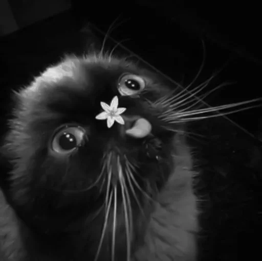 🐈‍⬛️ Стикер «котики няшки» для Telegram