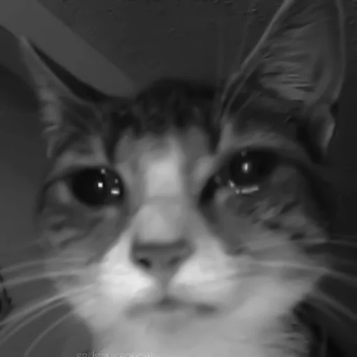 🐈‍⬛️ Стикер «котики няшки» для Telegram
