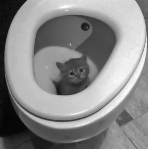 🐈‍⬛️ Стикер «котики няшки» для Telegram