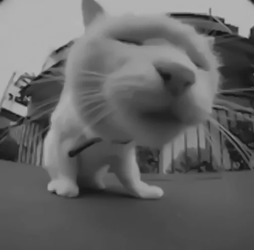 🐈‍⬛️ Стикер «котики няшки» для Telegram