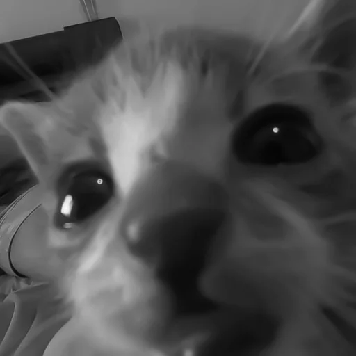 🐈‍⬛️ Стикер «котики няшки» для Telegram