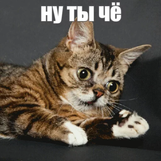 🧐 Стикер «Kimono» для Telegram