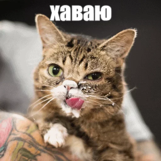 😏 Стикер «Kimono» для Telegram