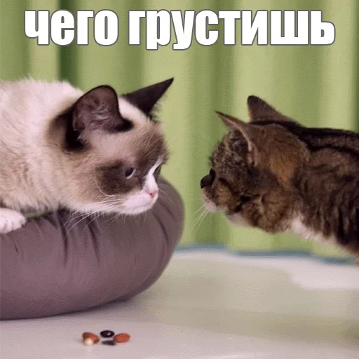 🤪 Стикер «Kimono» для Telegram