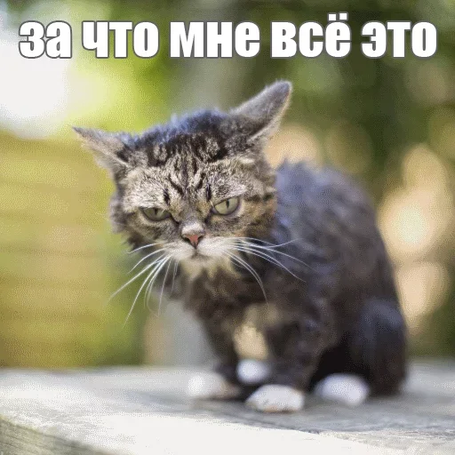 😋 Стикер «Kimono» для Telegram