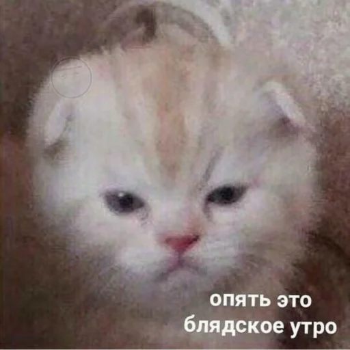 Стикерпак Кися для Telegram