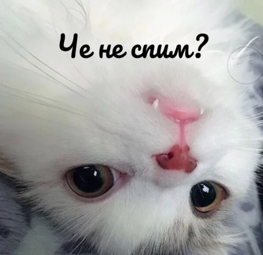 🙃 Стикер «Кися» для Telegram