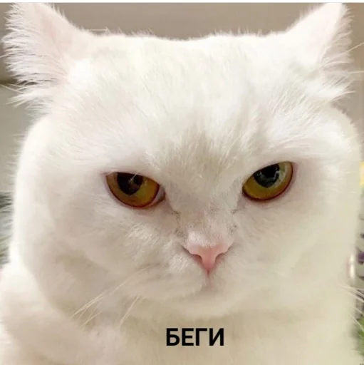 😠 Стикер «Кися» для Telegram