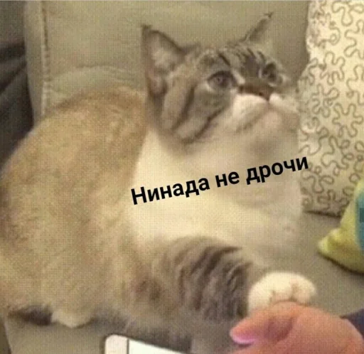 ❌ Стикер «Кися» для Telegram