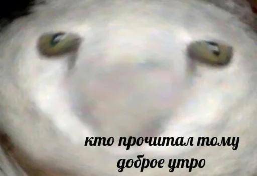 🌚 Стикер «Кися» для Telegram
