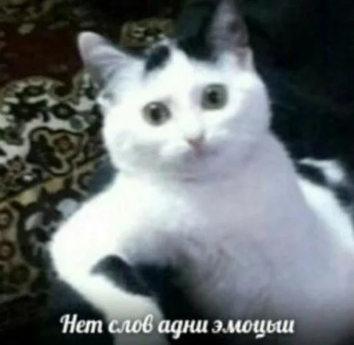 😐 Стикер «Кися» для Telegram