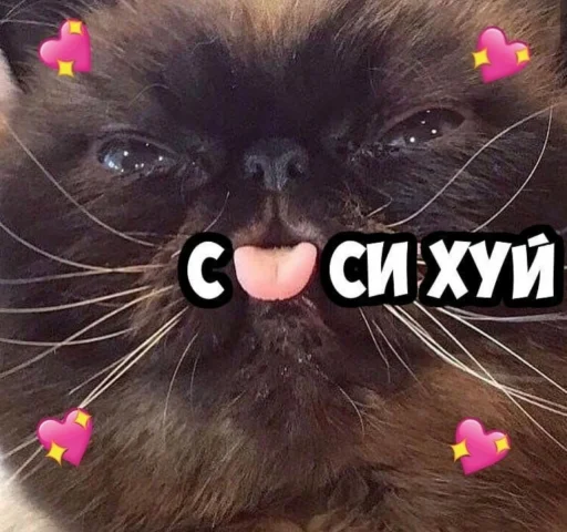 🖕 Стикер «Кися» для Telegram