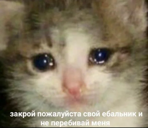 😭 Стикер «Кися» для Telegram