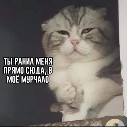 😞 Стикер «Кися» для Telegram