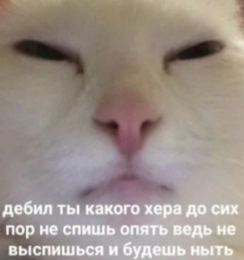 😑 Стикер «Кися» для Telegram