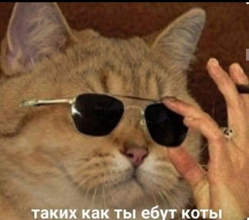 😎 Стикер «Кися» для Telegram