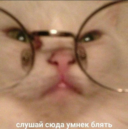 😐 Стикер «Кися» для Telegram