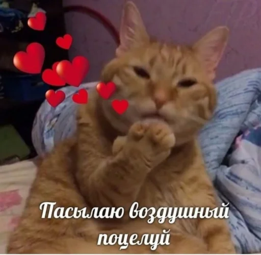 😘 Стикер «Кися» для Telegram