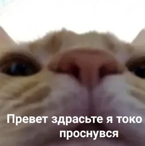 🙂 Стикер «Кися» для Telegram