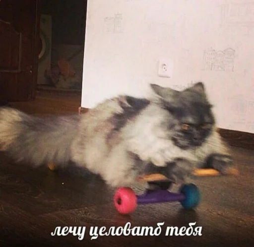 😘 Стикер «Кися» для Telegram