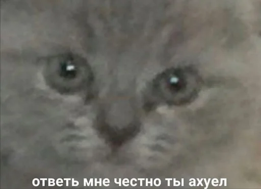 😐 Стикер «Кися» для Telegram