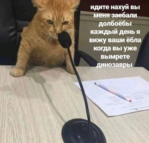 😑 Стикер «Кися» для Telegram