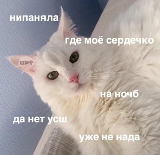 😑 Стикер «Кися» для Telegram
