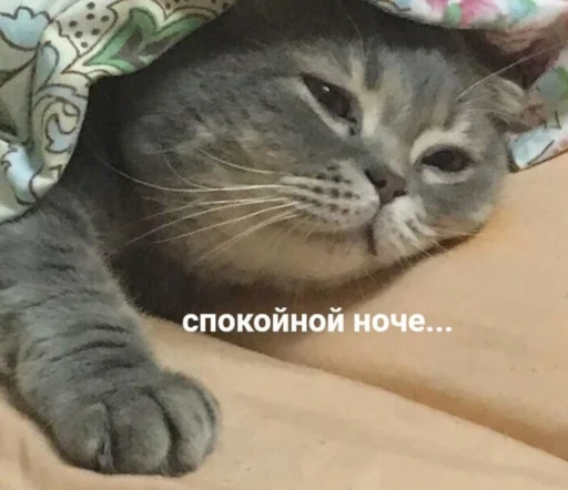 ✨ Стикер «Кися» для Telegram