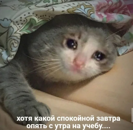 ✨ Стикер «Кися» для Telegram