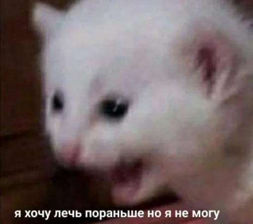 😞 Стикер «Кися» для Telegram