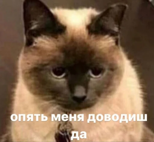 😑 Стикер «Кися» для Telegram