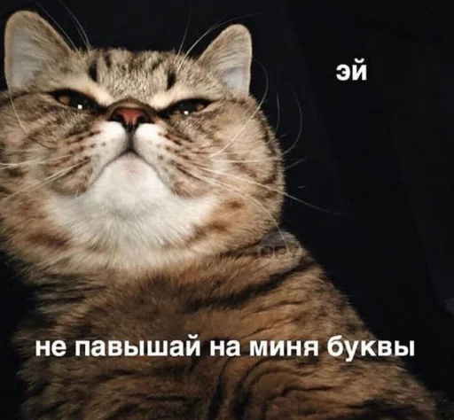 😑 Стикер «Кися» для Telegram
