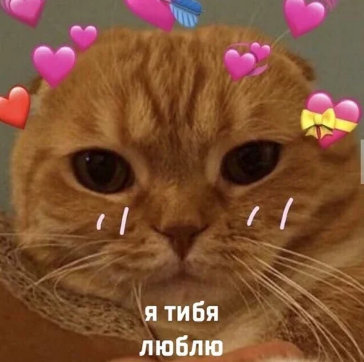 ❤️ Стикер «Кися» для Telegram
