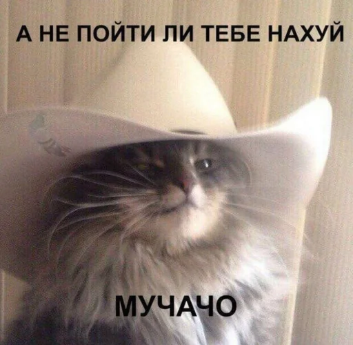 😑 Стикер «Кися» для Telegram