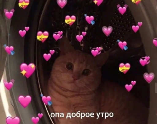 👋 Стикер «Кися» для Telegram