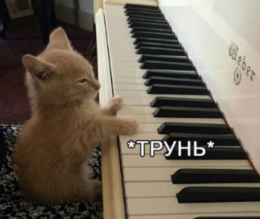🙂 Стикер «Кися» для Telegram