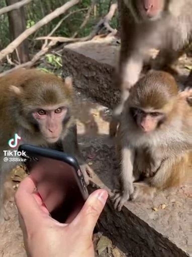 🤩 Стикер «Китайские макаки» для Telegram