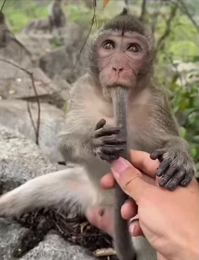 🤩 Стикер «Китайские макаки» для Telegram