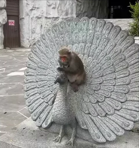 🤩 Стикер «Китайские макаки» для Telegram
