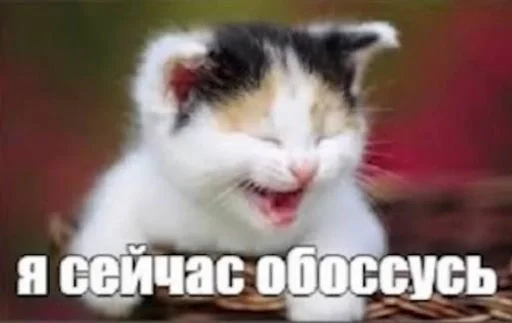 ❤️ Стикер «котейки» для Telegram