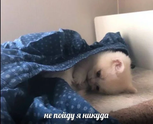 🌟 Стикер «котейки» для Telegram