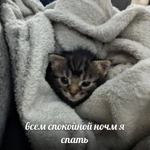 😴 Стикер «котейки» для Telegram