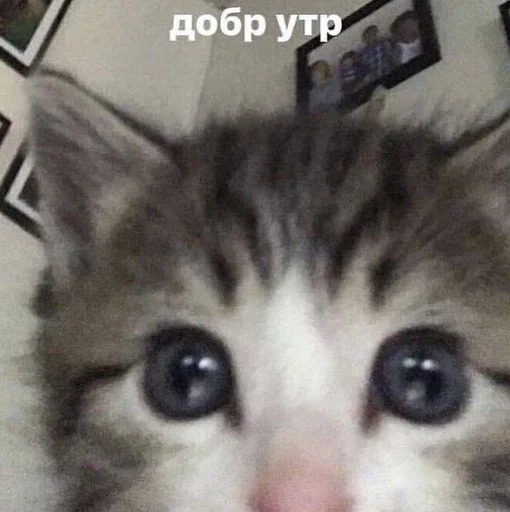 💌 Стикер «котейки» для Telegram