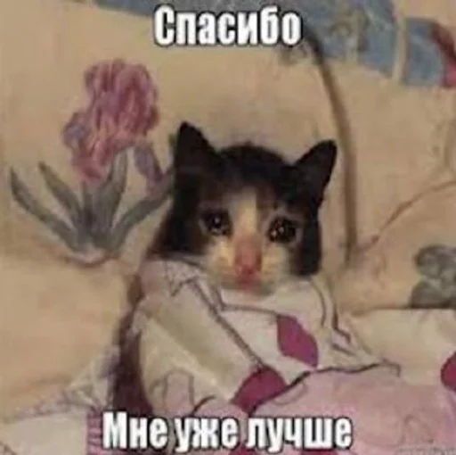 ❤️ Стикер «котейки» для Telegram