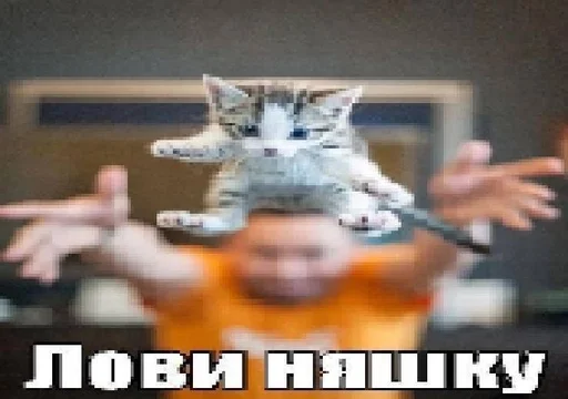 💓 Стикер «котейки» для Telegram