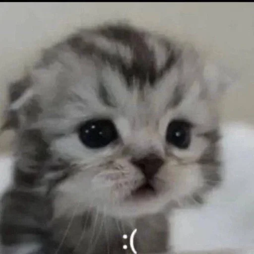 😭 Стикер «котейки» для Telegram
