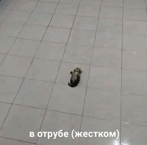 💩 Стикер «котейки» для Telegram