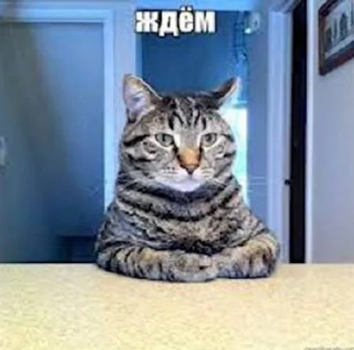 🌟 Стикер «котейки» для Telegram
