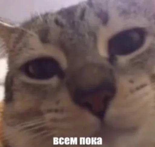 🌟 Стикер «котейки» для Telegram