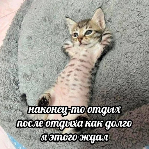 🌟 Стикер «котейки» для Telegram